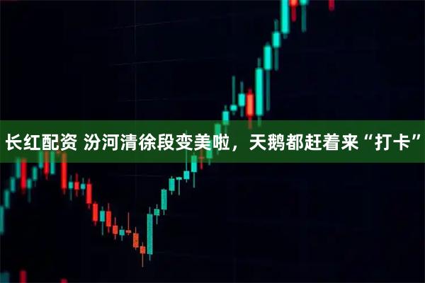 长红配资 汾河清徐段变美啦，天鹅都赶着来“打卡”